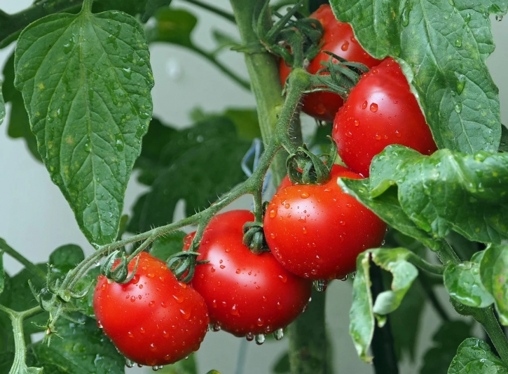 Поговорим о выращивании помидоров…