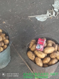 Картофель продаю