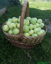 Яблоки со своего сада