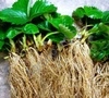 Рассаду клубники оптом с гарантией урожая