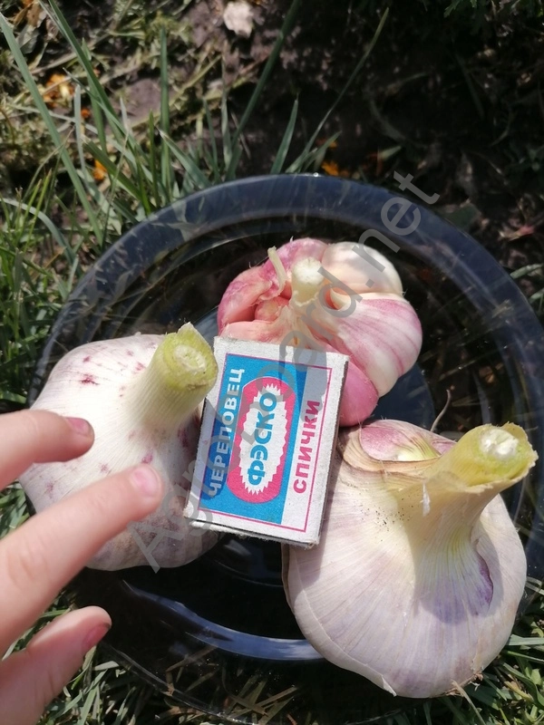 Чеснок сорта Любаша на продажу