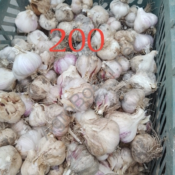 Чеснок на продажу