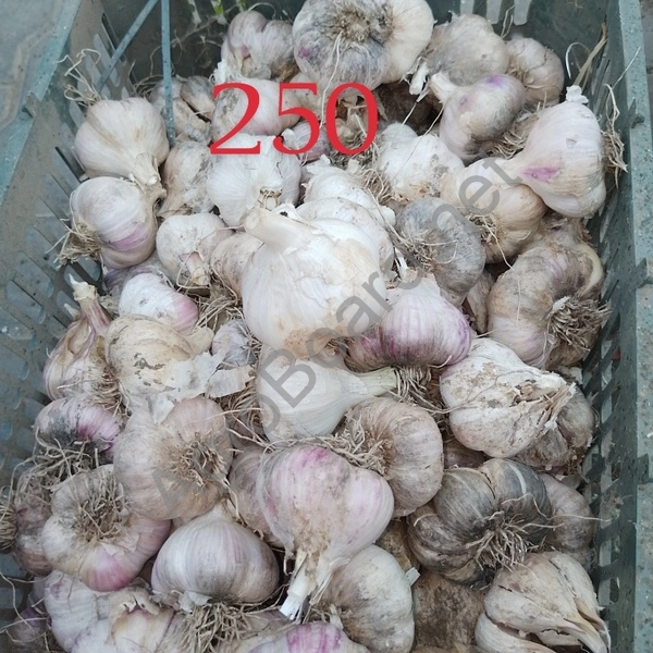 Продается крупный домашний чеснок