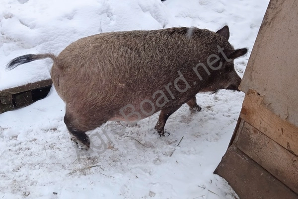 Продажа свиней породы венгерская мангалица