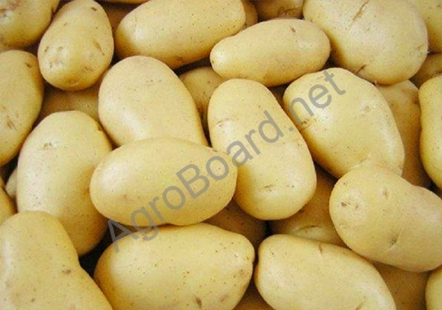 Оптовая продажа картофеля от 3000 кг от производителя