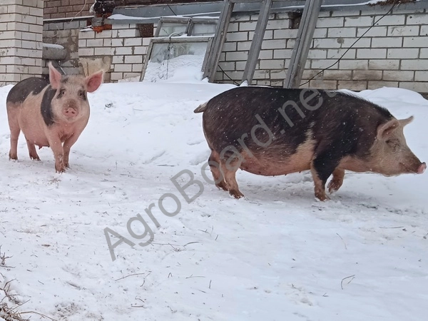 Продажа свиней породы венгерская мангалица