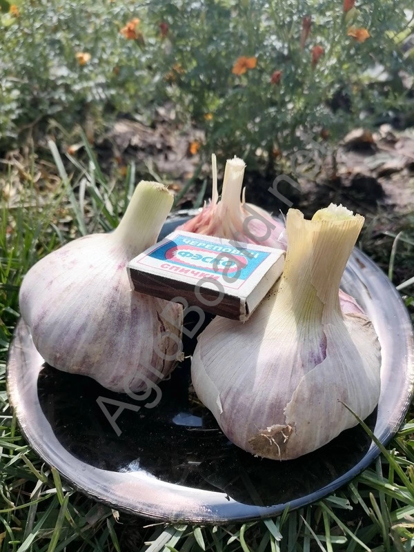 Чеснок сорта Любаша на продажу